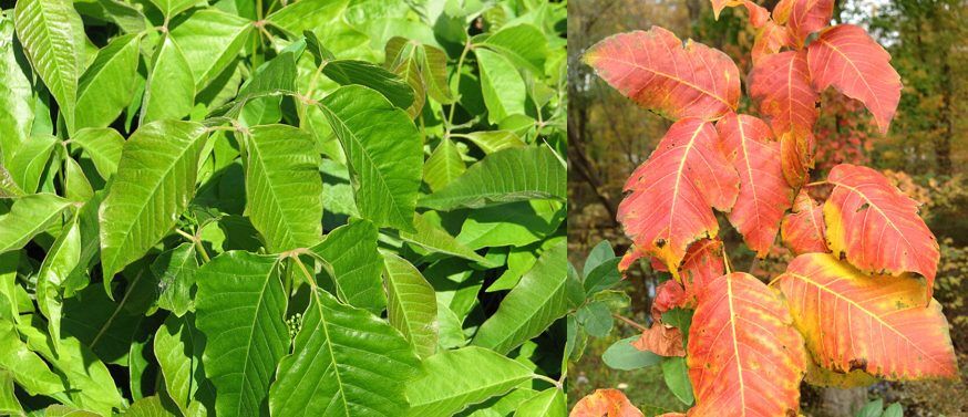 Avoiding rashes from Poison Ivy, Oak, and Sumac near West Chester, PA